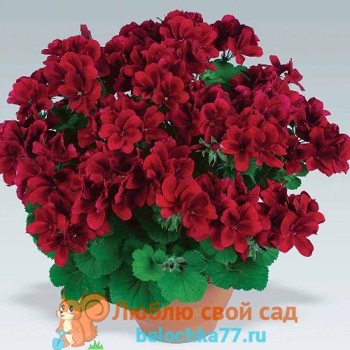Pelargoniya-korolevskaya