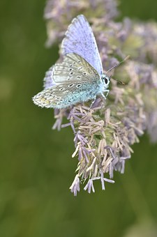 butterfly-belay