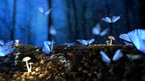 butterfly-sinay