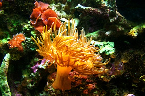 sea-anemone